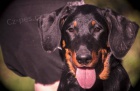 Beauceron - fenky �t���tka s PP