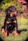 Beauceron - fenky �t���tka s PP