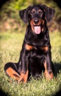 Beauceron - fenky �t���tka s PP
