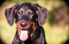Beauceron - fenky �t���tka s PP