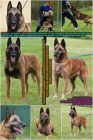 Belgick� ov��k malinois s PP - p�ij�m�me z�znamy