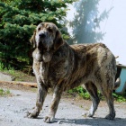 �pan�lsk� Mastin/Mastin Espa�ol p�ekr�sn� fenka s PP na prodej!