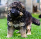 N�meck� ov��k - dlouhosrst� �t��ata