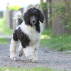 Pudl kr�lovsk� Harlekin