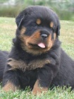 Rottweiler s pr�kazem p�vodu