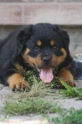 Rottweiler s pr�kazem p�vodu