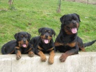 Rottweiler s pr�kazem p�vodu
