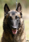 Belgick� ov��kmalinois