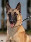 Belgick� ov��kmalinois
