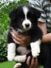 �t���tka border collie