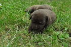 Labradorsk� retr�vr, kr�sn� rodi�e 
