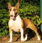 Bulteri�r �t�n� s PP pln� testovan� rodi�e