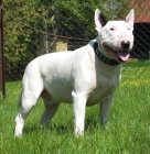 Bulteri�r �t�n� s PP pln� testovan� rodi�e