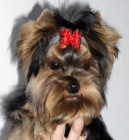 �t��ata jork��rsk�ho teri�ra