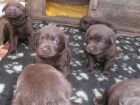 Labradorsk� retriever s PP- �okol�dov�