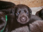 Labradorsk� retriever s PP- �okol�dov�