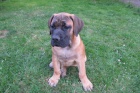 Boerboel, B�rsk� buldog, Burbul - �t�n� s PP