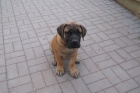 Boerboel, B�rsk� buldog, Burbul - �t�n� s PP