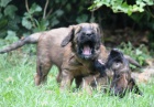 �t���tka plav�ch briard�