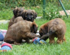 �t���tka plav�ch briard�