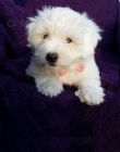 �t�n� Coton de Tulear