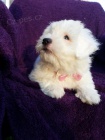 �t�n� Coton de Tulear