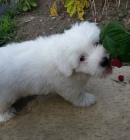 �t�n� Coton de Tulear