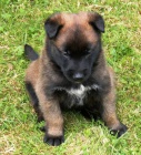 �t��ata BO malinois