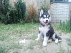 Sibi�sk� Husky