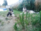 Sibi�sk� Husky