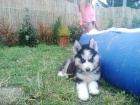 Sibi�sk� Husky