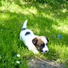 Jack Russel terier