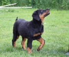 Beauceron �t�n� s PP fenka