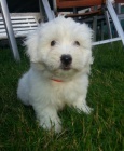�t�n� Coton de Tulear