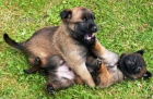 �t��ata BO malinois