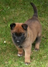 �t��ata BO malinois