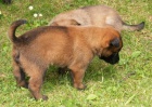 �t��ata BO malinois