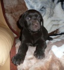 Labradorsk� retriever - �t���tka