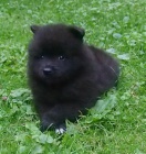 N�meck� �pic velk� �ern� prod�m kvalitn� �t��ata sPP