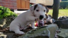 Jack Russell Teri�r