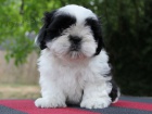 Shih-tzu, �i-tzu �t���tka s PP