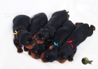 gordon setr �t��ata s PP - gordon setter puppies