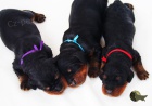gordon setr �t��ata s PP - gordon setter puppies