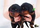 gordon setr �t��ata s PP - gordon setter puppies