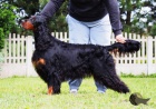 gordon setr �t��ata s PP - gordon setter puppies
