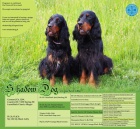 gordon setr �t��ata s PP - gordon setter puppies