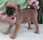 Grifonek brselsk� s PP