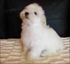 Havansk� ps�k s PP - Bi�onek havansk�