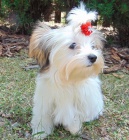 Biewer yorkshire terrier - fene�ka s PP