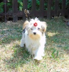 Biewer yorkshire terrier - fene�ka s PP